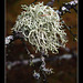 Lichen detail