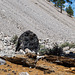 Mono Craters obsidian (0330)