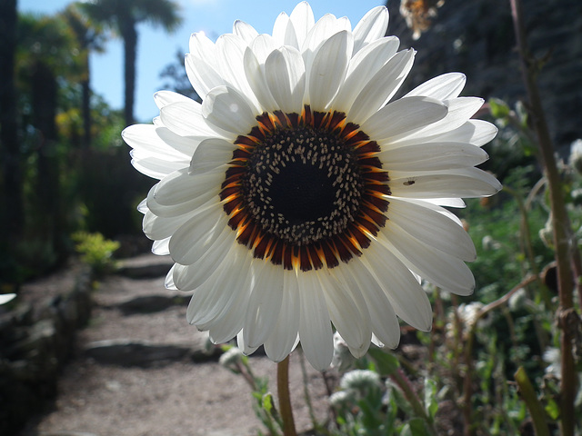 Big White Flower head.