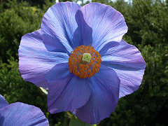 Himalayan blue poppy.