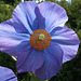 Himalayan blue poppy.