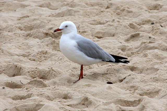 Silver Gull