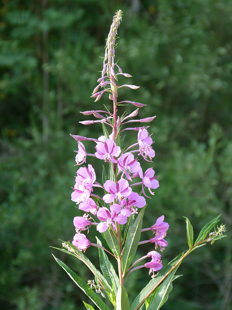 Schmalbl. Weidenröschen