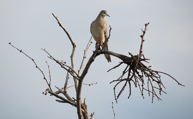 A Lonesome Dove