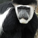 Black and white monkey