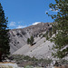 Mono Craters pine forest (0322)