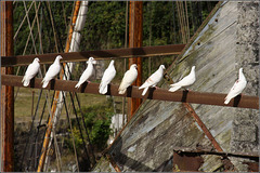 Birds at the bar