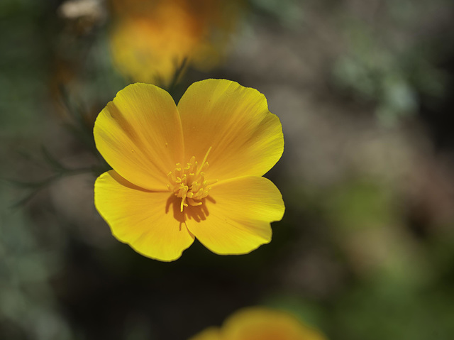 Fleur orange