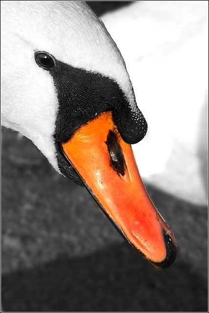 Beaky