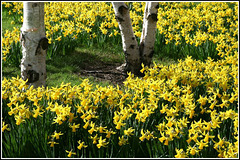 Daffs