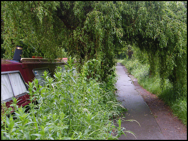 canal path greening up again