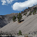 Mono Craters pine forest (0323)