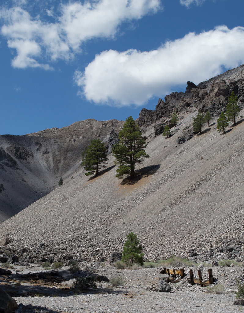 Mono Craters pine forest (0323)