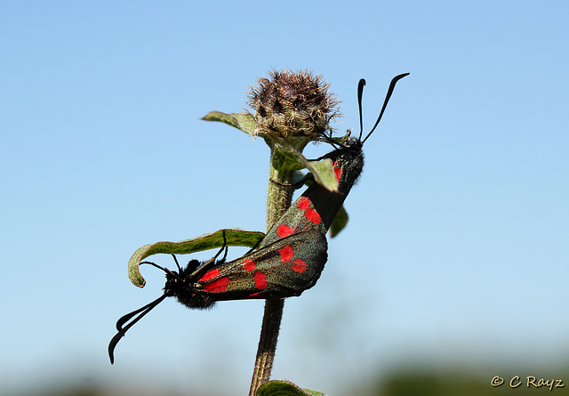 Six-spot Burnet Mating Pair