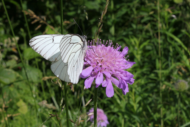 Gazé sur Knautia- Aporia crataegi