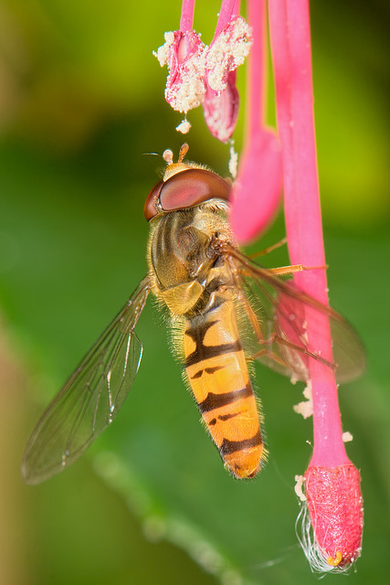 Hover Fly