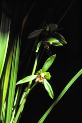 Cymbidium ensifolium