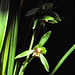 Cymbidium ensifolium