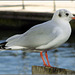 Black Headed Gull