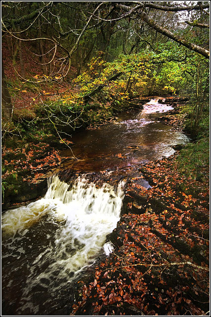 Water and leaves