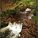 Water and leaves