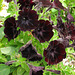 Black Flowers