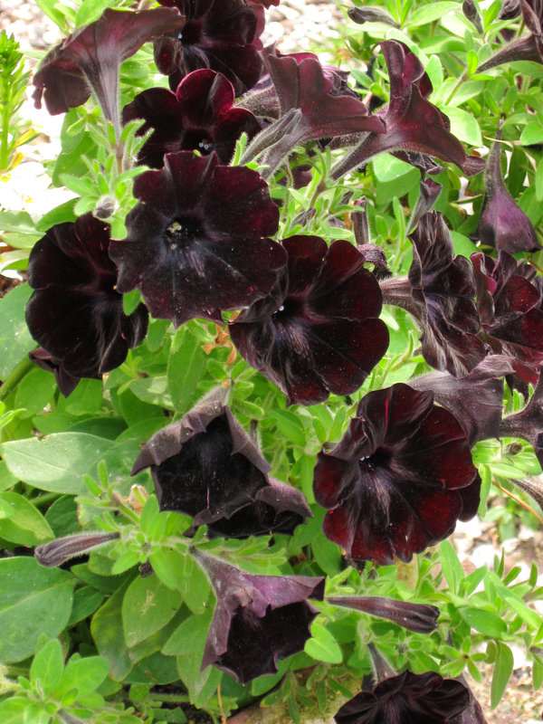 Black Flowers