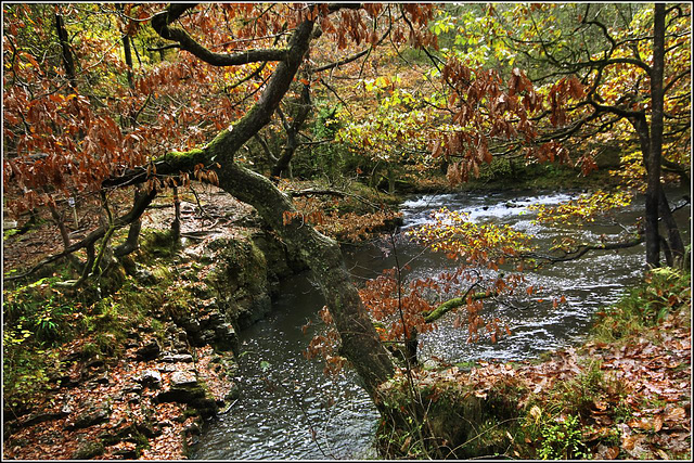 Autumn river