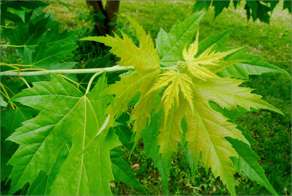 Young Leaves and Younger Leaves