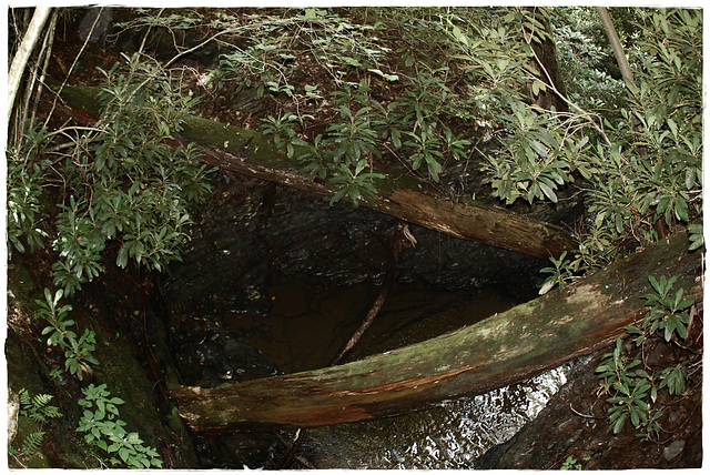 Fallen Tree