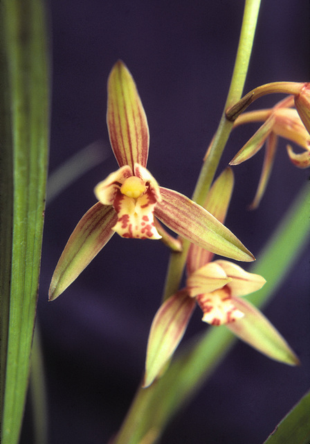 Cymbidium ensifolium v. rubrigenmum