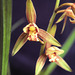 Cymbidium ensifolium v. rubrigenmum