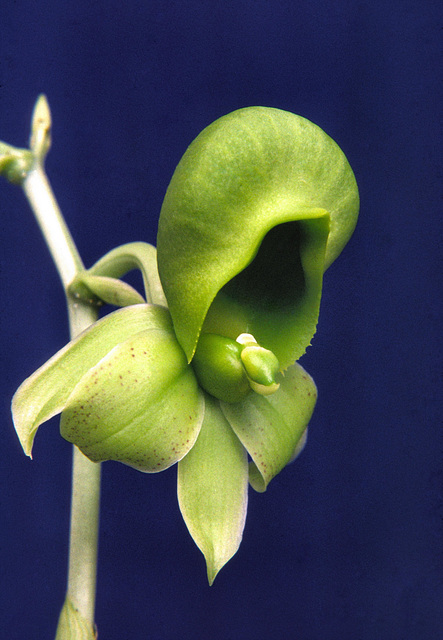 Catasetum Dapper Dots