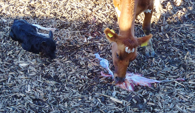 cow eating raw meat!