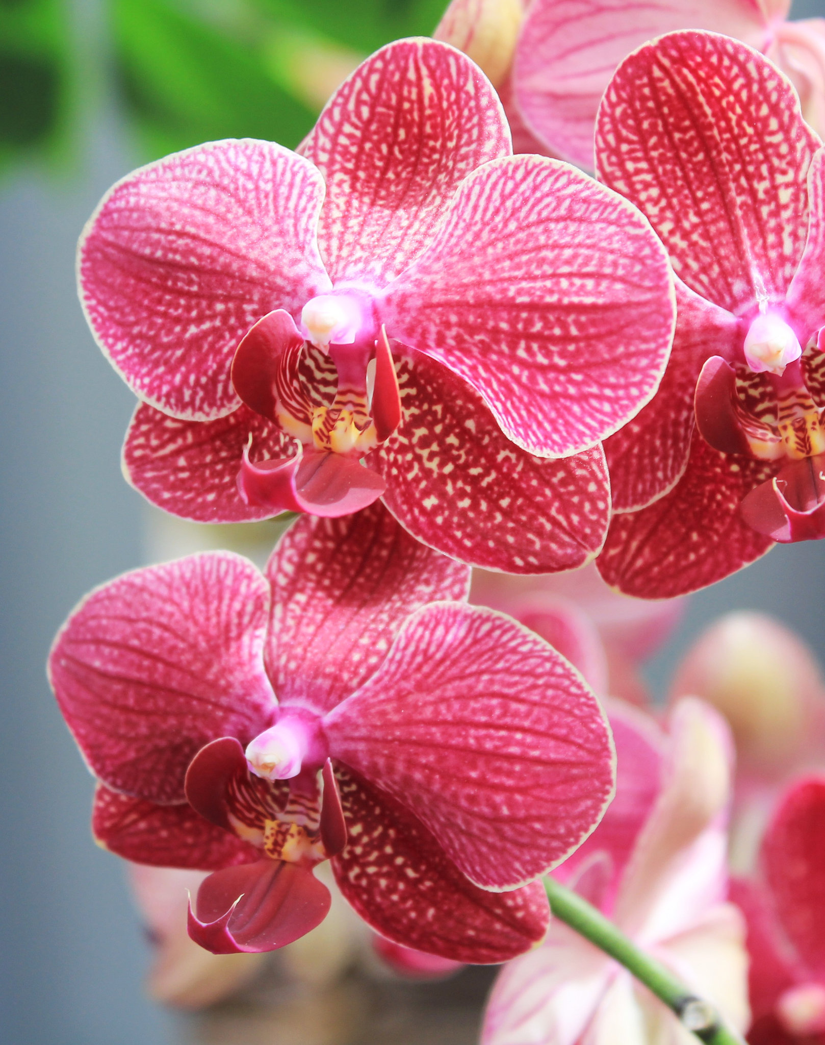 Orchideen
