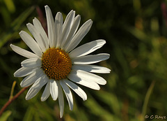 Ox-eye Daisy