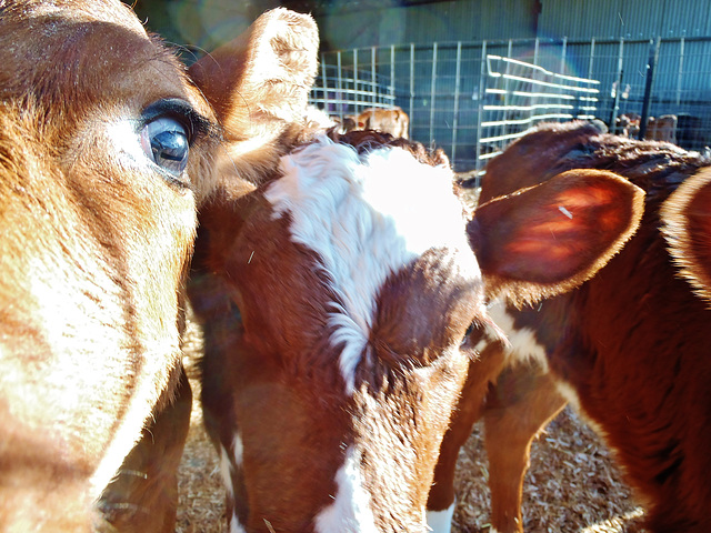 young calves