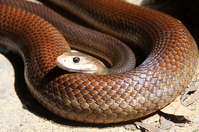 Inland Taipan