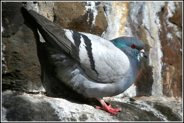 pigeon #1