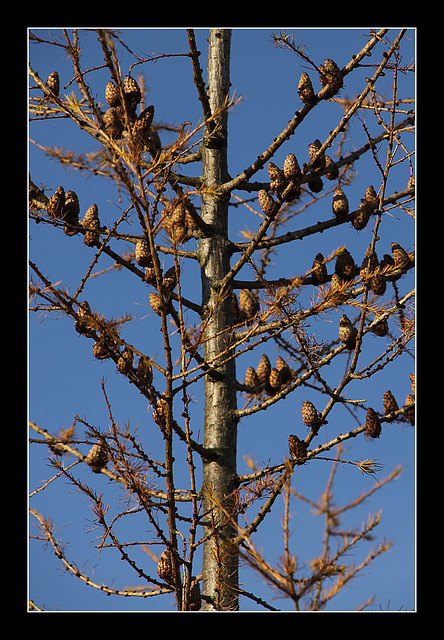 Strange birds