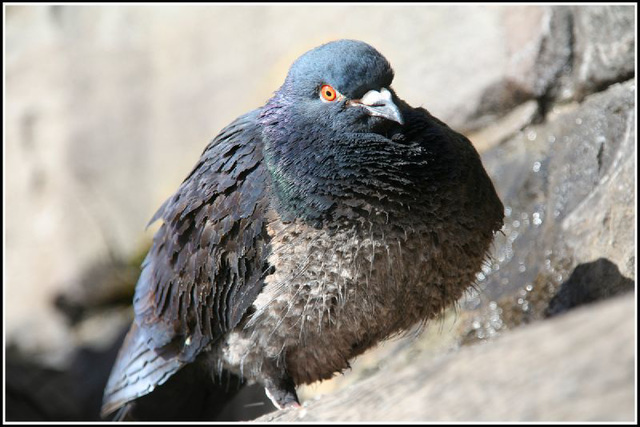 pigeon #2