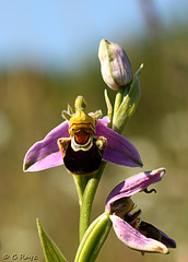 Bee Orchids