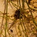 20130616 1943RAw [D~MI] Wasserfrosch, Kaulquappe, Hille