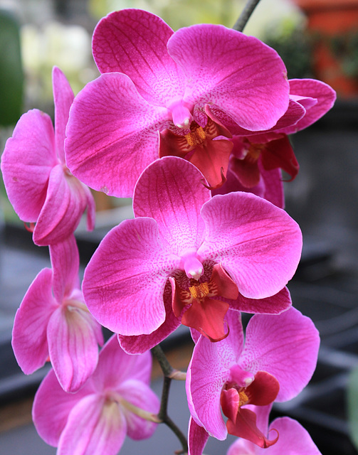 Orchideenblüten