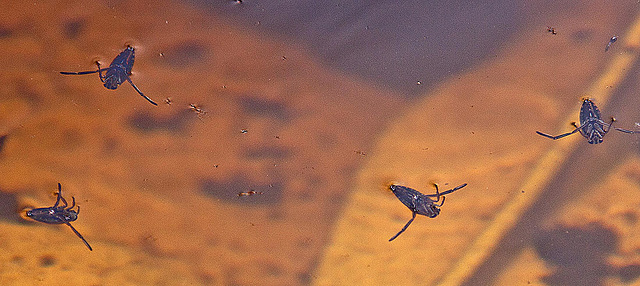 20130616 1945RAw [D~MI] Rückenschwimmer (Notonecta glauca), Hille