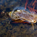 20130616 1946RAw [D~MI] Spitzschlammschnecke, Hille