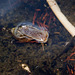 20130616 1947RAw [D~MI] Spitzschlammschnecke, Hille