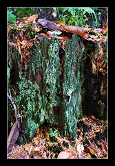 Green bark