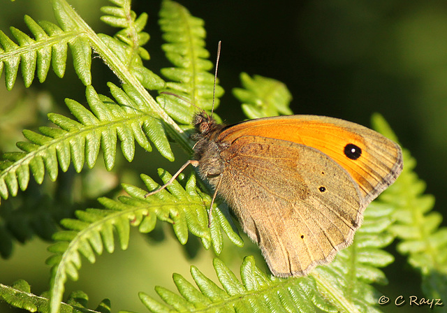 Meadow Brown