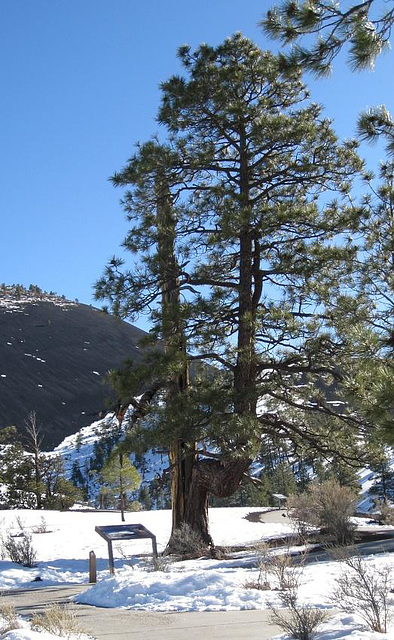 Sunset Crater Volcano NM 1644a